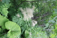 Thumbnail IMG_4401.JPG 
