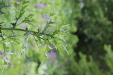 Thumbnail IMG_4403.JPG 