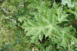 Thumbnail IMG_4405.JPG 