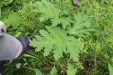 Thumbnail IMG_4406.JPG 