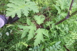 Thumbnail IMG_4407.JPG 