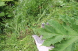 Thumbnail IMG_4408.JPG 