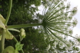 Thumbnail IMG_4409.JPG 