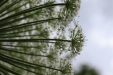 Thumbnail IMG_4412.JPG 