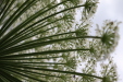 Thumbnail IMG_4413.JPG 