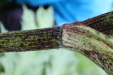 Thumbnail IMG_4414.JPG 