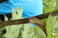 Thumbnail IMG_4415.JPG 