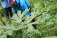 Thumbnail IMG_4416.JPG 