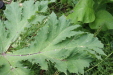 Thumbnail IMG_4417.JPG 