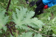 Thumbnail IMG_4418.JPG 