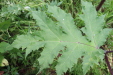 Thumbnail IMG_4419.JPG 