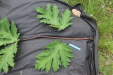 Thumbnail IMG_4420.JPG 