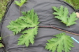 Thumbnail IMG_4421.JPG 
