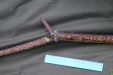 Thumbnail IMG_4423.JPG 