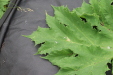 Thumbnail IMG_4424.JPG 