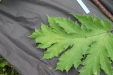 Thumbnail IMG_4425.JPG 
