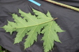 Thumbnail IMG_4426.JPG 