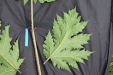 Thumbnail IMG_4427.JPG 