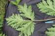Thumbnail IMG_4428.JPG 
