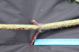 Thumbnail IMG_4430.JPG 