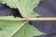 Thumbnail IMG_4431.JPG 