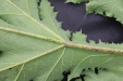 Thumbnail IMG_4432.JPG 