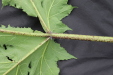 Thumbnail IMG_4433.JPG 