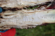 Thumbnail IMG_4436.JPG 
