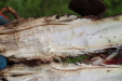 Thumbnail IMG_4437.JPG 