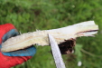 Thumbnail IMG_4438.JPG 
