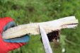 Thumbnail IMG_4439.JPG 