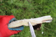 Thumbnail IMG_4441.JPG 