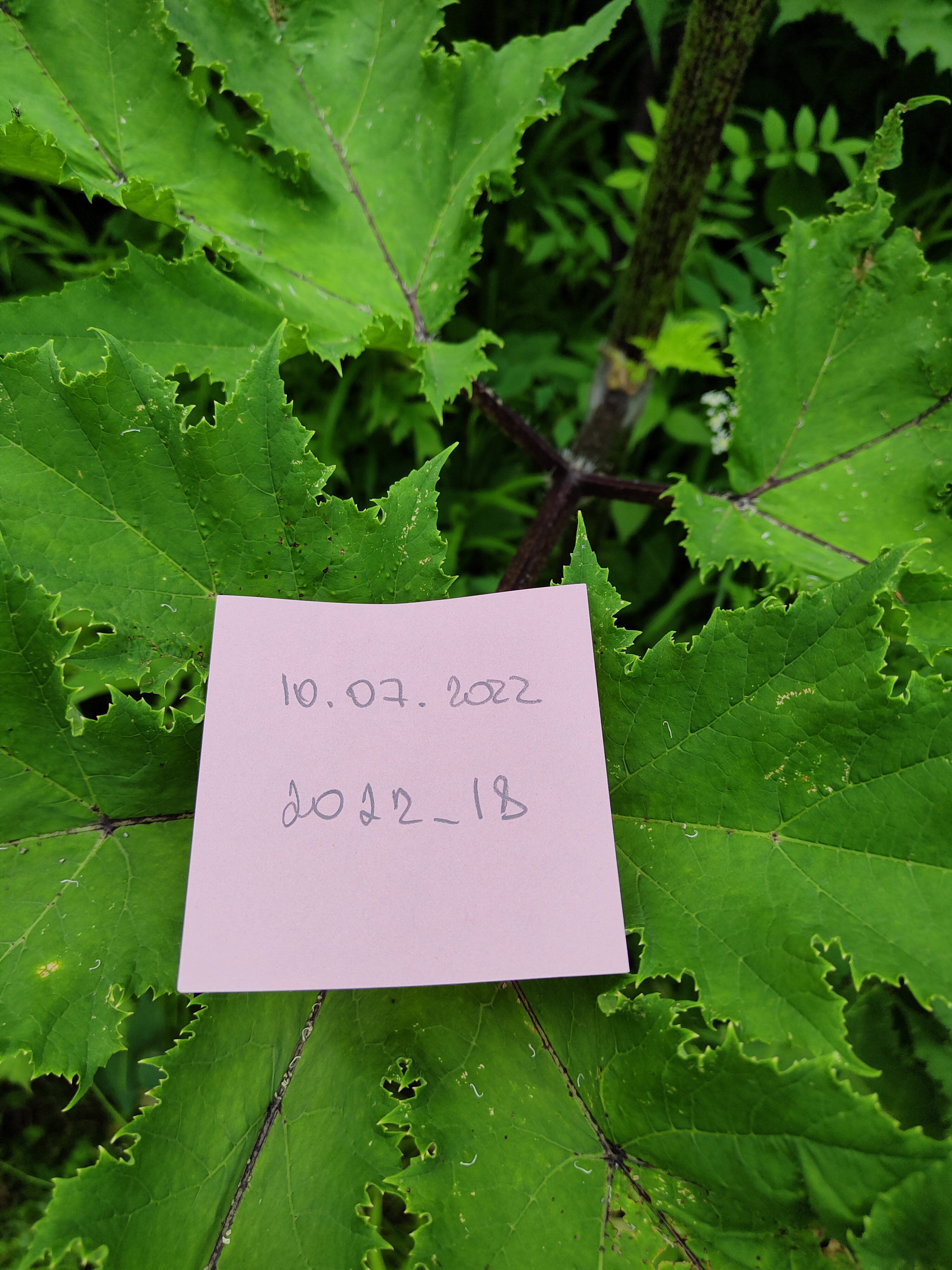 IMG20220710145114.jpg 
