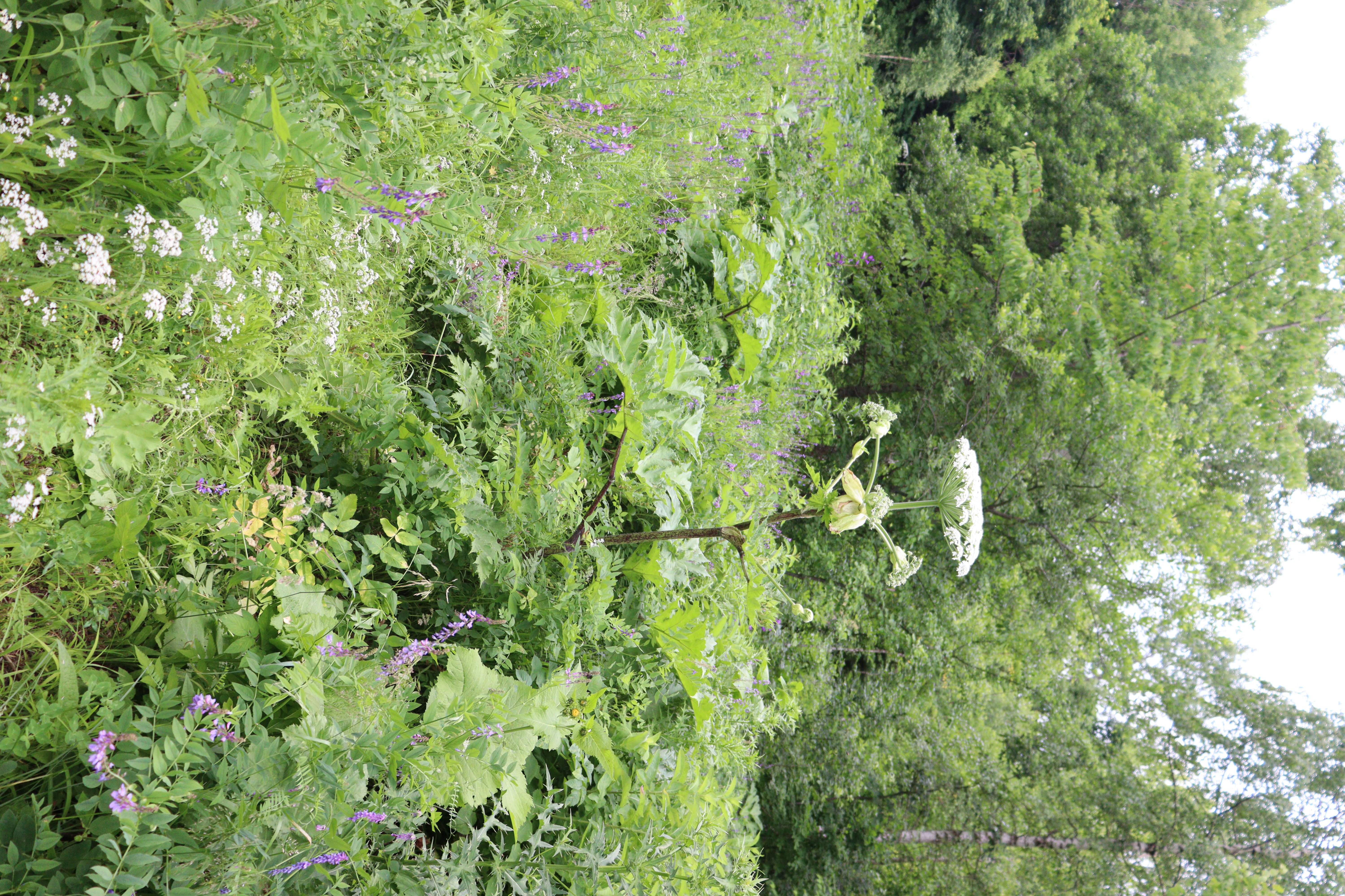 IMG_4356.JPG 