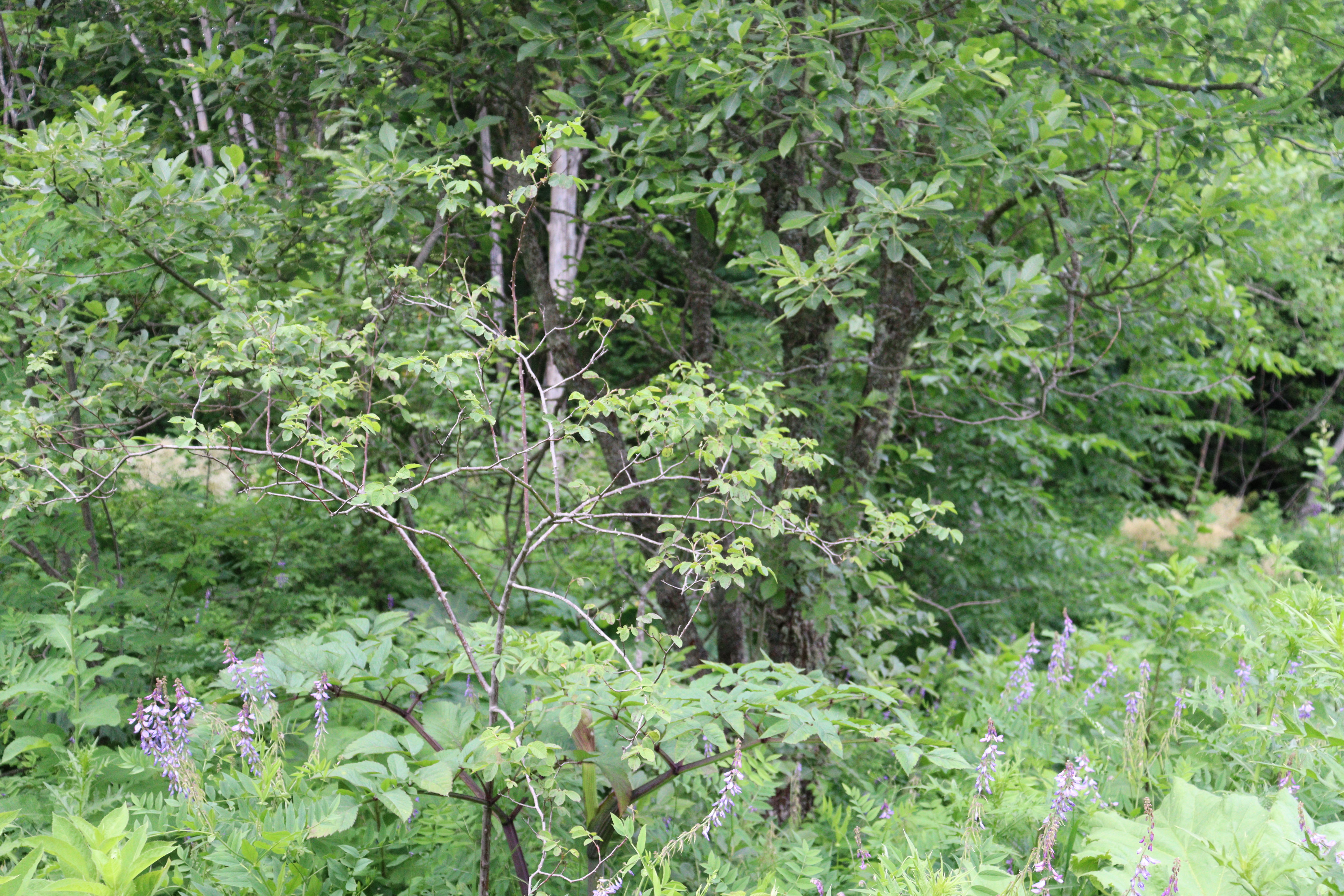 IMG_4363.JPG 