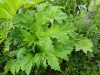 Thumbnail IMG20220710155101.jpg 