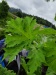 Thumbnail IMG20220710155111.jpg 