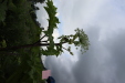 Thumbnail IMG_4495.JPG 