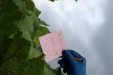 Thumbnail IMG_4496.JPG 