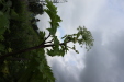 Thumbnail IMG_4497.JPG 