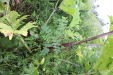Thumbnail IMG_4498.JPG 