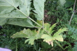 Thumbnail IMG_4499.JPG 