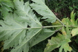 Thumbnail IMG_4500.JPG 