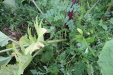 Thumbnail IMG_4501.JPG 