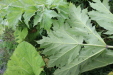 Thumbnail IMG_4502.JPG 