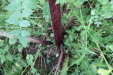 Thumbnail IMG_4504.JPG 