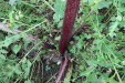 Thumbnail IMG_4505.JPG 