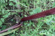 Thumbnail IMG_4506.JPG 