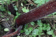 Thumbnail IMG_4507.JPG 
