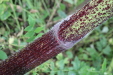 Thumbnail IMG_4508.JPG 
